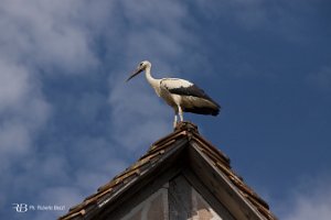 foto42