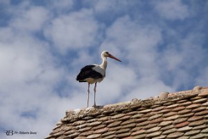 foto43