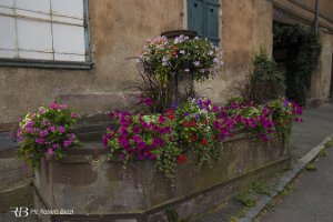 IMG_0710