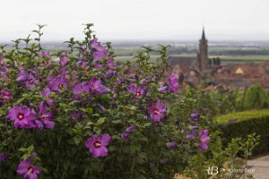 IMG_0772