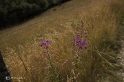 IMG_3203