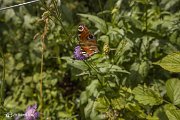 IMG_3208