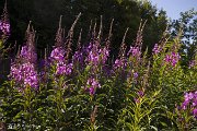 IMG_3274